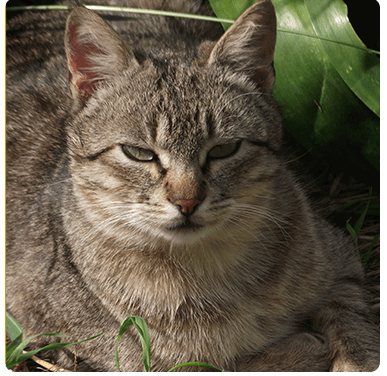 animal-walfare-1