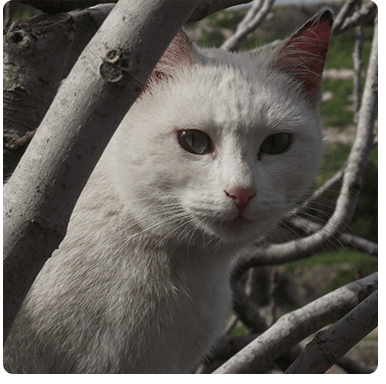 animal-walfare-2