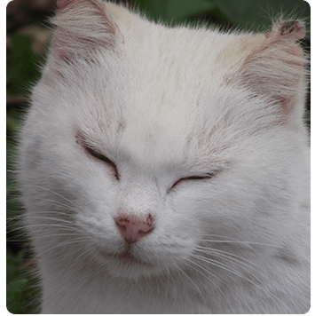 animal-walfare-3